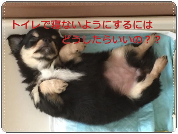 寝る 犬 トイレ 犬の寝床（ベッド）を快適に。愛犬が快適に過ごせる寝床作りに必要なことは？